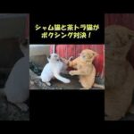 シャム猫と茶トラ猫がボクシング対決！ #猫 #cat #ねこ(YouTube)