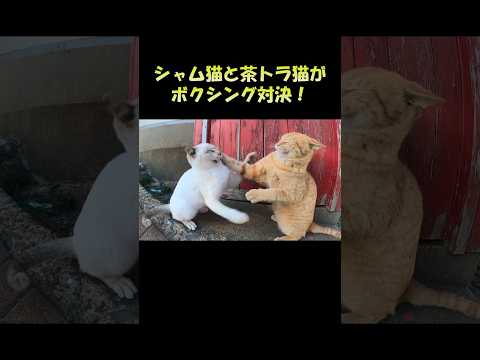 シャム猫と茶トラ猫がボクシング対決！ #猫 #cat #ねこ(YouTube)