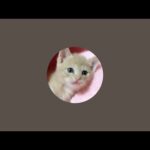 秀吉のサマーカットちょこっと毛狩り ライブ配信！(YouTube)
