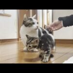 子猫に「こんなオヤツもあるねんで」と自慢げに持って来る猫(YouTube)