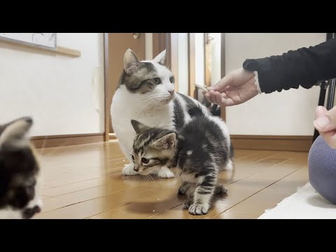 子猫に「こんなオヤツもあるねんで」と自慢げに持って来る猫(YouTube)