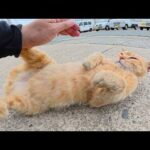 島の入り口でたくさんの猫達が落ちていたので順番にモフる(YouTube)