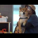 柴犬と大好きな人のお見舞いへ！すると車内で怖い出来事が。。(YouTube)