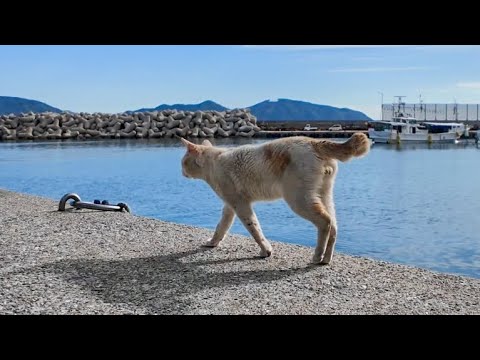 漁港の安全は俺が守る！野良猫警備隊がかっこよすぎた🐾⚓️(YouTube)