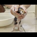 野良出身だけに濡れることがそれほど嫌じゃない子猫(YouTube)