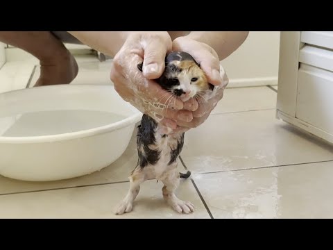 野良出身だけに濡れることがそれほど嫌じゃない子猫(YouTube)