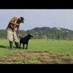 【甲斐犬】瑞稀くんの手術の日程と今後のご報告(YouTube)