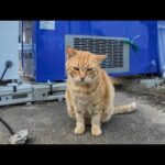 自販機の後ろに隠れていた茶トラ猫ちゃん、顔を見るとモフられに出てきた(YouTube)