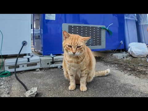 自販機の後ろに隠れていた茶トラ猫ちゃん、顔を見るとモフられに出てきた(YouTube)