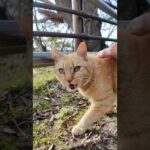公園で見かけた茶トラ猫ちゃんがかわい過ぎた #ImpressedCatVideo #catisland #猫(YouTube)