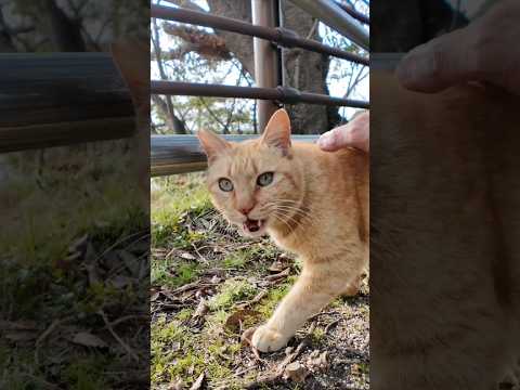 公園で見かけた茶トラ猫ちゃんがかわい過ぎた #ImpressedCatVideo #catisland #猫(YouTube)