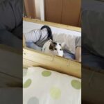 おいおい冷やかしか(YouTube)