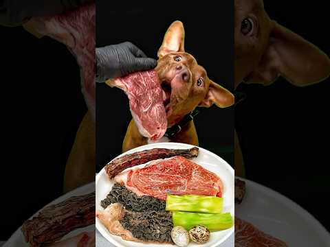 お肉屋さんからもらった黒毛和牛を豪快に食べるピットブル#咀嚼音(YouTube)