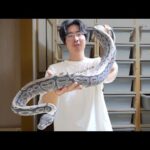 デカすぎる(YouTube)