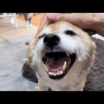 長期間留守だった飼い主帰宅に猫たちが大騒ぎで大歓迎を受けました！(YouTube)