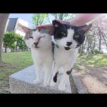 水玉猫とハチワレ猫の仲良し親子がベンチの上で競うように甘えてきた(YouTube)