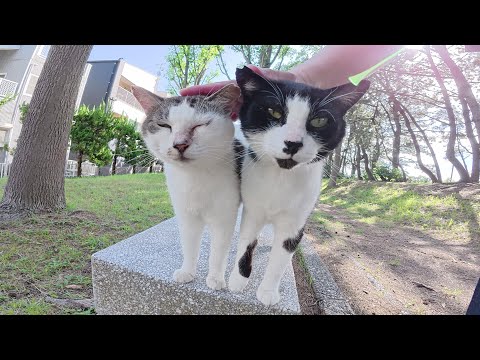 水玉猫とハチワレ猫の仲良し親子がベンチの上で競うように甘えてきた(YouTube)