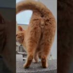 猫島の港で出会った猫ちゃんかわい過ぎる(YouTube)