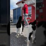 島のフェリー切符売り場界隈のチョビ髭猫ちゃんがかわい過ぎる #猫(YouTube)