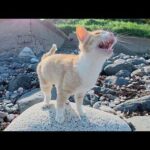 茶シロ猫と海をお散歩したら、ニャンニャン鳴いて喜んでくれた(YouTube)