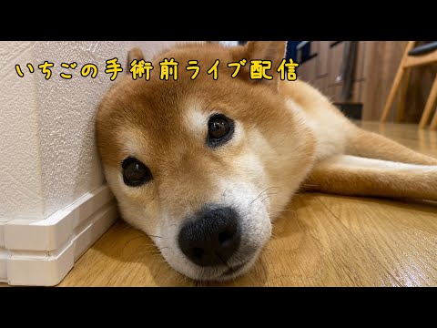 柴犬いちごの手術前配信（明後日の予定だよ）(YouTube)