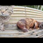 キジトラ猫とサビ猫がベンチの上で競うように甘えてきた(YouTube)