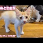 この後悲劇が  泥の中からレスキューされたモグ   2025 06 22(YouTube)