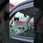 猫島に着いてフェリーを降りると港に駐車中の車の中から猫が挨拶してきた #ImpressedCatVideo #catisland #猫(YouTube)