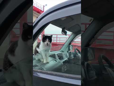 猫島に着いてフェリーを降りると港に駐車中の車の中から猫が挨拶してきた #ImpressedCatVideo #catisland #猫(YouTube)