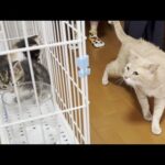 今まで7匹の子猫を迎え入れたベテラン先住猫がご対面しました(YouTube)