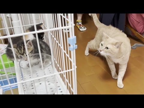 今まで7匹の子猫を迎え入れたベテラン先住猫がご対面しました(YouTube)