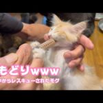 逆戻りwww   泥の中からレスキューされたモグ   2025 06 17 1(YouTube)