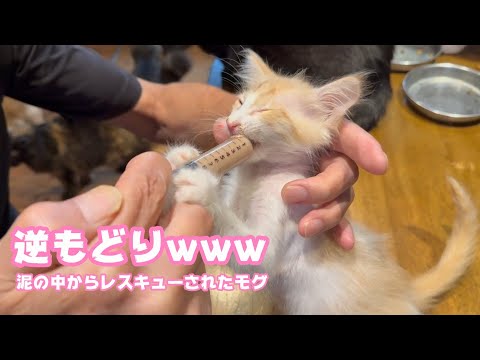 逆戻りwww   泥の中からレスキューされたモグ   2025 06 17 1(YouTube)