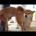 柴犬妹、再び病院へ。その時兄の反応が優しすぎた。(YouTube)