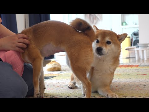 柴犬妹、再び病院へ。その時兄の反応が優しすぎた。(YouTube)