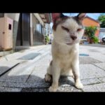 朝市の端っこにだけ現れる“隠れ猫”が可愛すぎた件(YouTube)