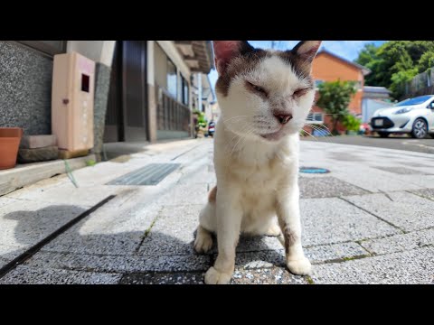 朝市の端っこにだけ現れる“隠れ猫”が可愛すぎた件(YouTube)