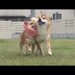 術後の柴犬が、兄好きすぎて尊いと話題に。(YouTube)