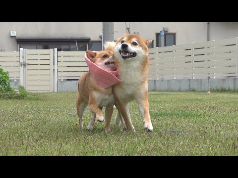 術後の柴犬が、兄好きすぎて尊いと話題に。(YouTube)