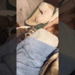 寝相が悪いママに器用に挟まる猫 #shorts #猫 #犬(YouTube)