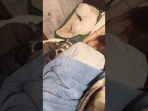 寝相が悪いママに器用に挟まる猫 #shorts #猫 #犬(YouTube)