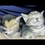 保護された迷い子猫にも懐かれる息子(YouTube)
