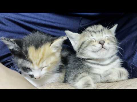 保護された迷い子猫にも懐かれる息子(YouTube)