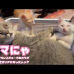 ママにゃ  泥の中からレスキューされたモグとはぐれてボッチになったムック    2025 06 13 2(YouTube)