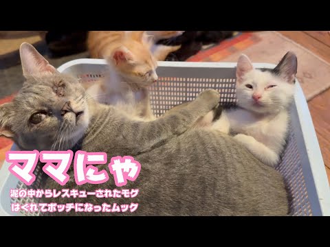 ママにゃ  泥の中からレスキューされたモグとはぐれてボッチになったムック    2025 06 13 2(YouTube)