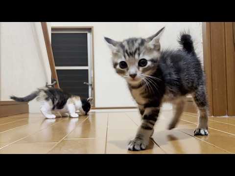息子と密かに階段チャレンジをしていた子猫(YouTube)