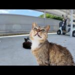 自転車置き場が猫のオアシスに!? 真夏の避暑に集まる猫たちが癒しすぎる…(YouTube)