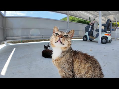 自転車置き場が猫のオアシスに!? 真夏の避暑に集まる猫たちが癒しすぎる…(YouTube)