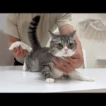 お尻から激臭を放ってた猫を1年ぶりに肛門腺絞りしたらこうなっちゃいました汗(YouTube)