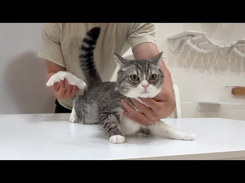 お尻から激臭を放ってた猫を1年ぶりに肛門腺絞りしたらこうなっちゃいました汗(YouTube)